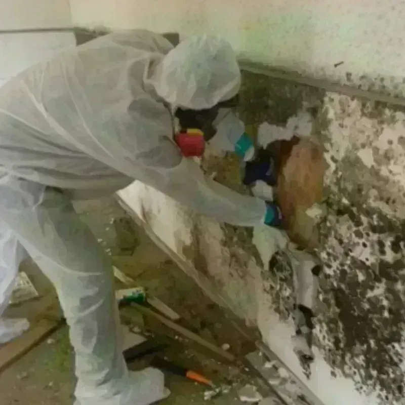 Mold Remediation and Removal in Cisco, TX